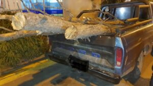 Detuvieron a tres personas por tala ilegal de árboles en el sector de El Pinar.
