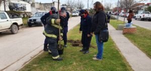 La Municipalidad de Bahía Blanca comenzó la Campaña de Plantación 2021 con la siembra de 50 árboles de Fraxinus pennsylvanica en el Boulevard de 25 de Mayo