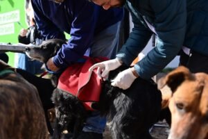 Campaña municipal de vacunación antirrábica en parque Independencia y móviles de castración.