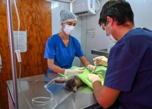 Campaña de esterilización gratuita para perros y gatos en cuatro sedes con turnos previos.