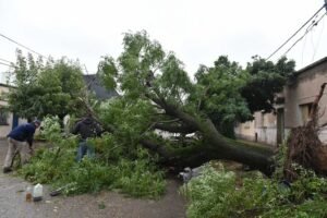 Funcionarios municipales conformaron un Comité de Contingencia para evaluar daños del temporal y coordinar respuestas. 159 agentes de Defensa Civil trabajaron en emergencias; se evacuaron 100 familias y se estiman 400 árboles dañados. Se recomienda no circular por riesgo de caídas de cables y árboles. Mañana se suspenden clases en todos los niveles.