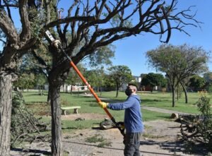 La municipalidad realizó trabajos de mantenimiento del arbolado urbano en múltiples domicilios y espacios públicos