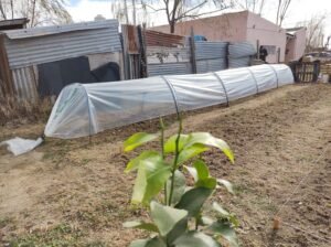 El programa municipal Huertas de la Ciudad desarrolla siete espacios de cultivo comunitario en distintos puntos de la ciudad. Se restauraron macro túneles y se implementaron micro túneles para proteger los cultivos. El viernes 13 se ofrecerá capacitación sobre construcción de macro túneles en colaboración con el INTA.