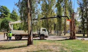 Se ejecutaron tareas de mantenimiento del arbolado urbano incluyendo despejes de luminarias