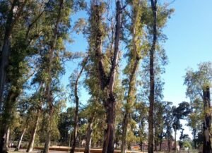 Iniciaron trabajos de poda con sentido utilitario en eucaliptos del Parque de Mayo. La intervención es parte de un plan silvicultural integral que incluye plantación de nuevos ejemplares arbóreos y mejora de espacios públicos.
