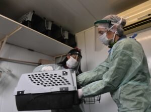 La Municipalidad atiende castración en tres móviles veterinarios distribuidos por la ciudad.