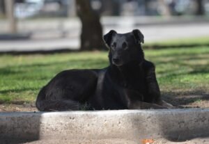 Municipalidad monitorea leptospirosis canina tras temporal. Eleven casos detectados de 15 muestras analizadas hasta abril 2025.