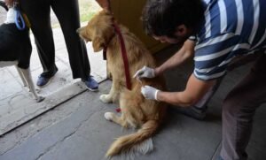 La municipalidad vacunará mascotas contra la rabia en tres jornadas sin turno previo.