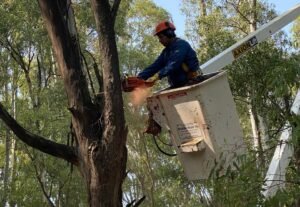 Extraen más de 60 árboles en parque Illia por seguridad y mejoramiento del predio.