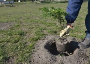 Se plantarán 100 árboles nativos en el espacio verde de Jorge More y Pedro Pico