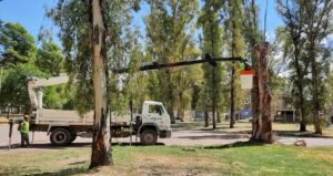 La municipalidad realizará trabajos de extracción y levantamiento de copa de árboles en el Parque de Mayo