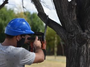 La municipalidad realizó intervenciones de mantenimiento del arbolado urbano en distintos puntos de la ciudad