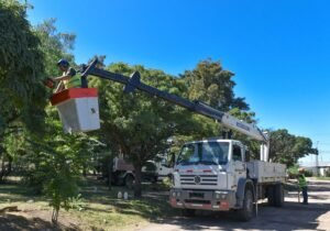La municipalidad realizó intervenciones de mantenimiento del arbolado urbano incluyendo despejes de luminaria