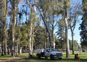 Se dicta curso de poda abierto al público con cupos limitados a cargo del ingeniero forestal Ramiro Vicente.