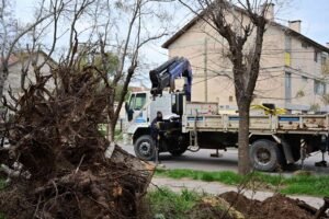 Municipio retiró 250 tocones en operativo de limpieza en Centro