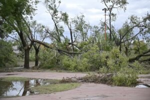 Se habilitan 5 puntos de acopio exclusivos para residuos verdes (ramas y poda) distribuidos en diferentes sectores de la ciudad: Bulevar de Cuyo
