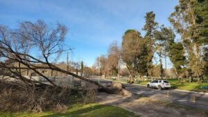 Un temporal de viento con ráfagas superiores a 100 km/h generó más de 140 llamados a Defensa Civil. Se registraron caídas de árboles
