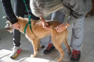 Cronograma de atención veterinaria municipal gratuita del 30 de junio al 4 de julio con vacunación antirrábica
