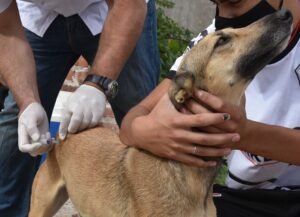 El Departamento de Salud y Bienestar Animal realiza campañas de vacunación antirrábica en parque Independencia y barrios. Martes 5 de 11 a 15