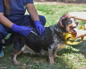 Programa de vacunación antirrábica con atención en Villa Serra y cronograma barrial en enero en Villa Irupé y Villa Rosas. Incluye mascotas operadas en móviles municipales.