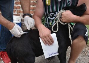 El Departamento de Salud y Bienestar Animal informa sobre campañas de vacunación antirrábica para mascotas los martes