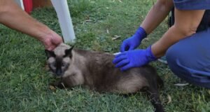 Se realizará una campaña de vacunación antirrábica para perros y gatos el miércoles de 12 a 15 horas en la plaza de Vista Alegre (Adrián Veres y Martín Gil). Excepcionalmente