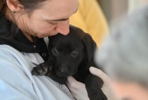 Servicios veterinarios municipales de castración y atención primaria en móviles quirúrgicos del 6 al 9 de octubre.