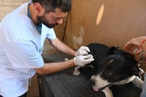 La Municipalidad informa ubicación de tres móviles de castración con turnos disponibles en distintos barrios.