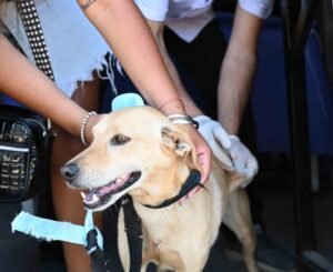 Municipalidad ofrece atención veterinaria